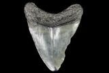 Juvenile Megalodon Tooth - Georgia #111618-1